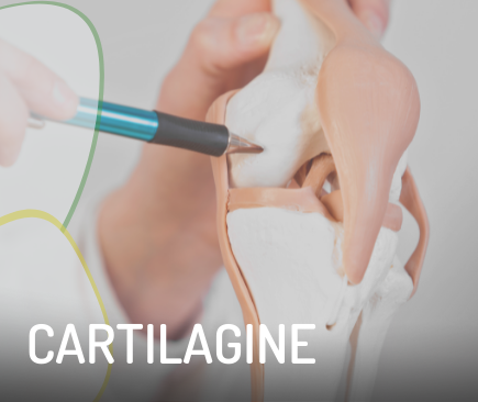 cartilagine