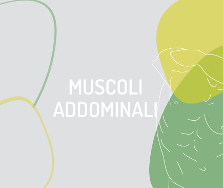 muscoli-addominali